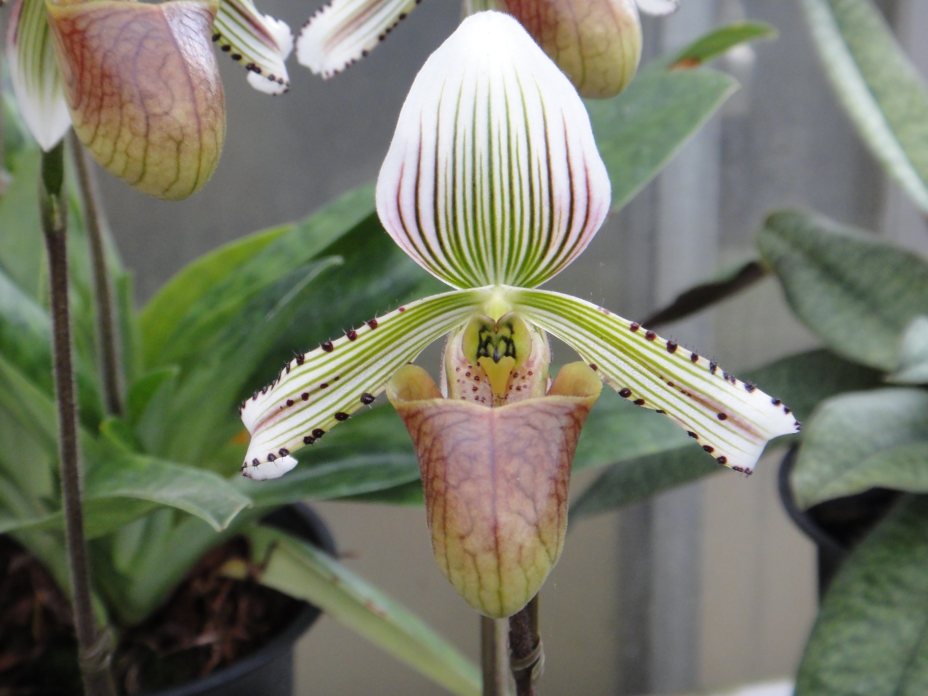 Пафийопедилум Фоули Paphiopedilum fowliei